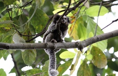 Callithrix penicillata