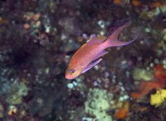 Anthias anthias