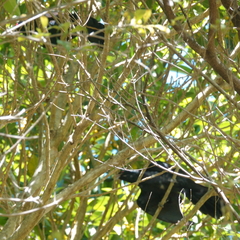 Eudynamys orientalis