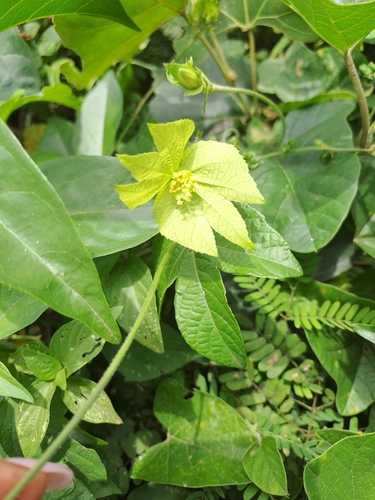 Image of Dalechampia capensis by (c) Mmatjie Mashao, some rights reserved (CC BY-SA)