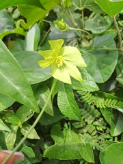 Dalechampia capensis