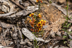 Dillwynia phylicoides