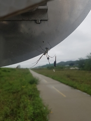 Trichonephila clavata