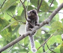 Callithrix penicillata