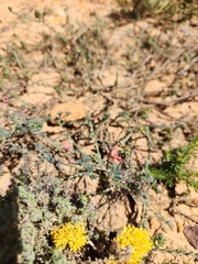 Indigofera sp12