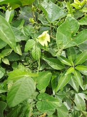 Dalechampia capensis