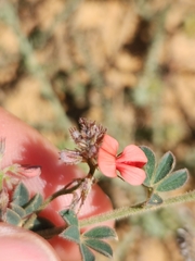 Indigofera sp12