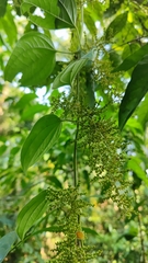 Dioscoreaceae