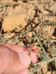 Indigofera sp12