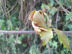 Rhoicissus rhomboidea