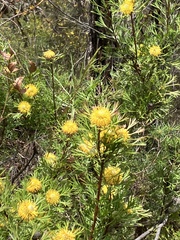 Isopogon