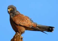 Falco rupicolus