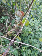 Rhoicissus rhomboidea