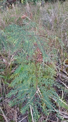 Phyllanthus tenellus