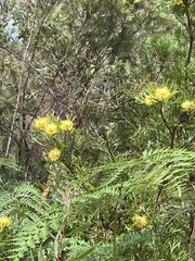 Isopogon