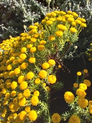 Chrysocoma coma-aurea