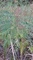Phyllanthus tenellus