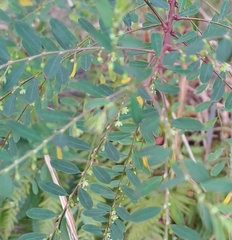 Phyllanthus tenellus