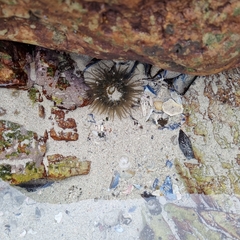 Anthopleura michaelseni