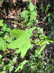 Passiflora subpeltata