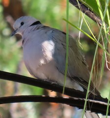 Streptopelia capicola