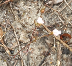 Stylidium calcaratum