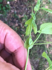 Passiflora subpeltata
