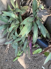Tradescantia spathacea