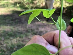 Passiflora subpeltata
