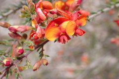 Dillwynia phylicoides