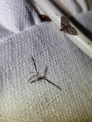 Lantanophaga pusillidactylus