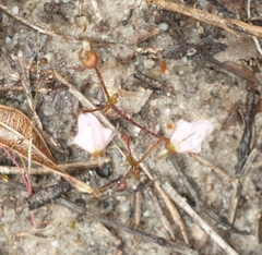 Stylidium calcaratum