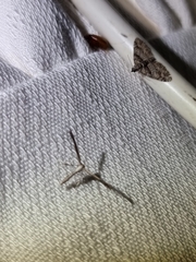 Lantanophaga pusillidactylus