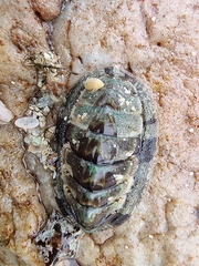 Rhyssoplax polita