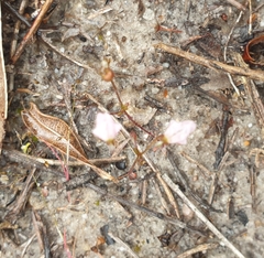 Stylidium calcaratum