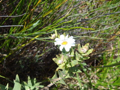 Osmitopsis asteriscoides