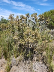 Leucadendron galpinii