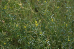 Melilotus