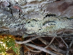 Cladonia parasitica