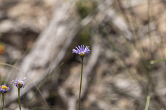 Brachyscome spathulata