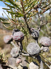 Leucadendron galpinii