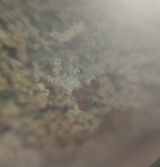 Cladonia parasitica