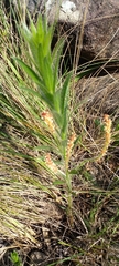 Acalypha