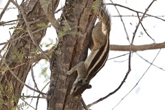 Funambulus pennantii