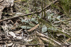 Brachyscome spathulata