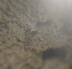 Cladonia parasitica