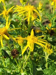 Senecio viscosus