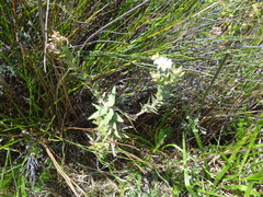 Osmitopsis asteriscoides