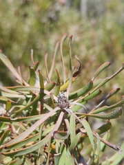 Leucadendron galpinii