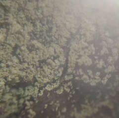 Cladonia parasitica
